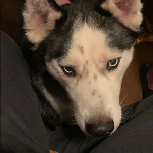 Meet your Posher, Sahsha